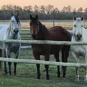 Meet your Posher, Michelle